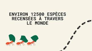 Exposé_SC12_ Animaux sociaux_DEMIR_MARIE-JOSEPH_A25.mp4