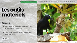 TD1-SC12_Techniques et animaux.mp4